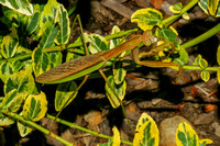 Chinese Praying Mantis (Tenodera aridifolia)