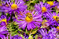 Bee on an Aster