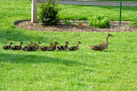 Ducklings on Parade