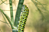 Full Grown Black Swallowtail Butterfly Caterpillar on Dill Weed