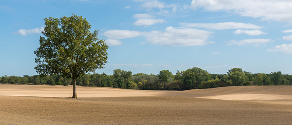 Tree in a Field