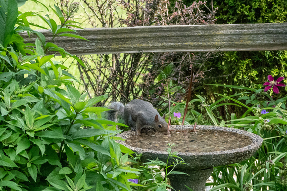 Thirsty Eastern Gray Squirrel