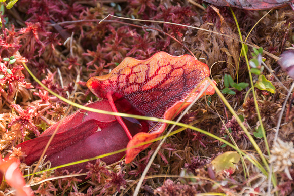 Pitcher Plant in the bog