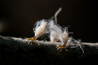 Woolly Aphids - closeup