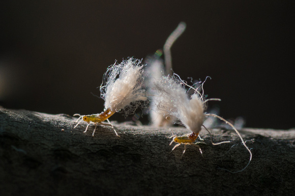Woolly Aphids - closeup