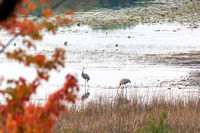 Sand Hill Cranes in Mill Lake