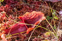 Pitcher Plant in the bog