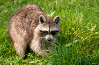 North American Raccoon